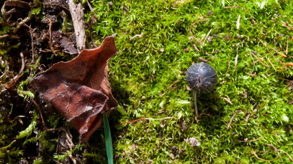 Black woodlouse crawling on green moss in Boulder, Colorado