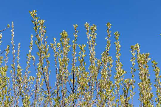 Young branches of bird cherry with green leaves and buds before flowering