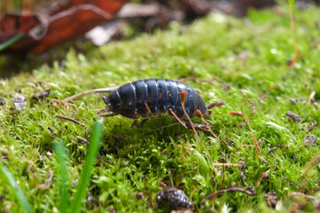 Black woodlouse crawling on green moss in Boulder, Colorado