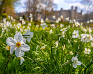 Daffodils at Leeds Castle in Kent, UK