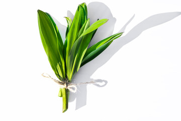 Fresh green  leaves ramson isolated on a white . Young shoots of wild garlic Allium ursinum.Wild early edible plant bear garlic,wild leek .Vitamin-rich vegetable greens in early spring for a  diet.