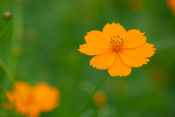 Yellow cosmos flower on green background