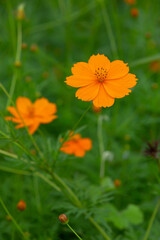 Yellow cosmos flower on green background