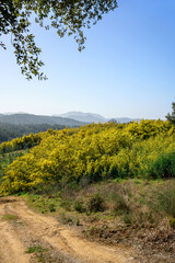 Forêt de mimosa. Tanneron, sud de France.  - 432552806