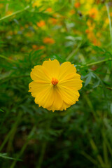 Yellow cosmos flower on green background