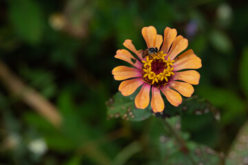 Bees on the zinnia that are withering and falling.