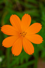 Orange yellow cosmos flower on green background