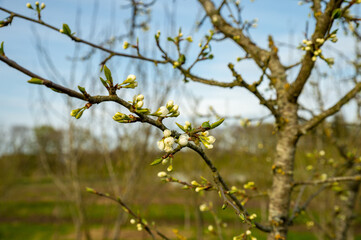 The plum trees spring out in the spring.