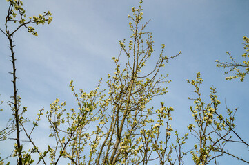 The plum trees spring out in the spring.