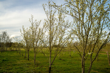 Obraz premium The plum trees spring out in the spring.