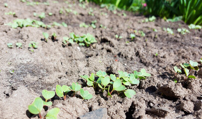 radish grows in the vegetable garden. seedling small plants. home gardening. sunny day.