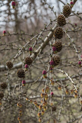 New and older cones on a branch