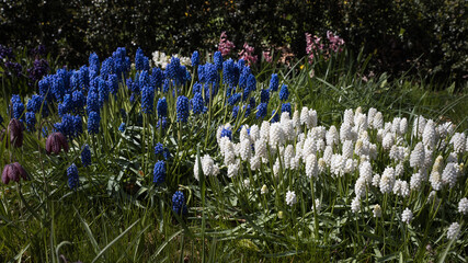Spring flowers in Skane Malmo sweden    pearl hyacinth - 432553474