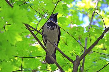 crow resting among the spring riot of the park