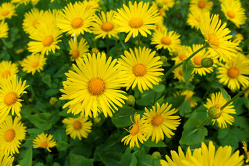 Beautiful yellow daisies as a background image.