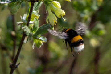 Bug and flowers 
