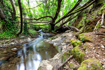 Walk through the Andalusia's forests 