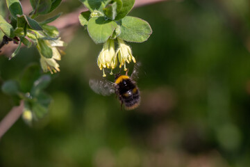 Bug and flowers 