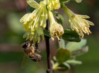 Bug and flowers 