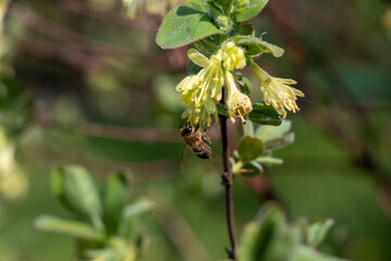 Bug on a flower
