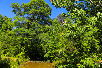 a stunning shot of the lush green trees and plants and the silky brown creek water in the marsh of...