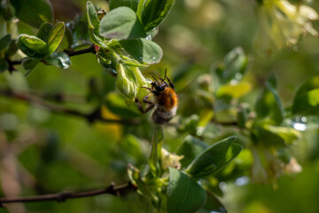 Bug on a flower