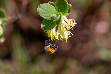 Bug on a flower