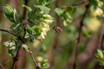 Bug on a flower