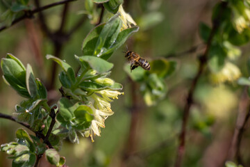 Bug on a flower