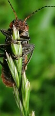 bug on a leaf