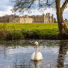 Swan at Leeds Castle in Kent, UK