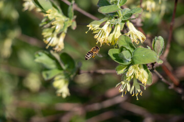 Bug on a flower
