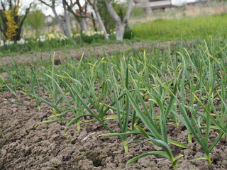 Naklejka premium field of corn