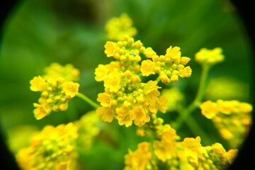 gelb blühende Polsterstauden