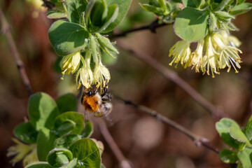 Bug on a flower
