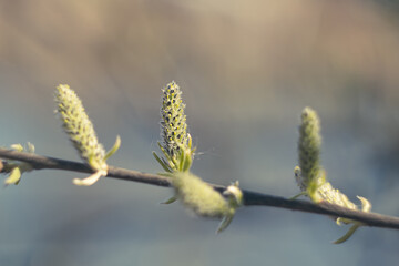 Blooming willow leaves in spring. Branch of a tree. Spring bright concept. Soft focus.