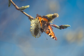Tiger butterfly on a willow tree branch against the blue sky. Spring bright concept.