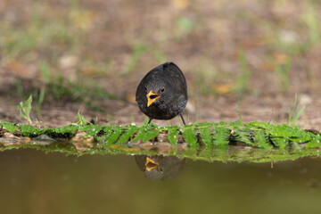 mirlo bebiendo en la charca del parque (Turdus merula)