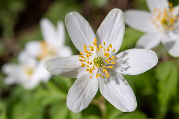 Wood Anemone Spring flower blossom field in sunlight, macro landscape Scenery of fresh springtime wildflowers outdoors during growth mirroring environment ecology concept.
