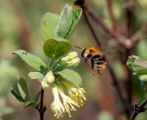 Bug on a flower