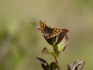 Duke of Burgundy Butterfly Resting