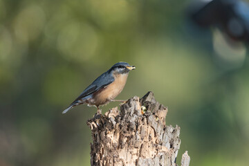 trepador azul comiendo en un tronco viejo (Sitta europaea)​ 