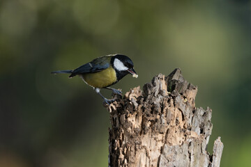 carbonero común comiendo en un tronco (Parus major)