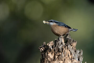 trepador azul comiendo en un tronco viejo (Sitta europaea)​ 