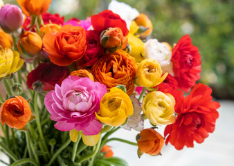 Bouquet of Persian buttercups flowers, ranunculus asiaticus background.