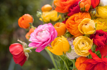 Bouquet of Persian buttercups flowers, ranunculus asiaticus background.