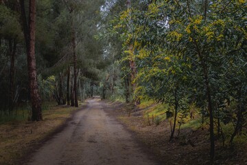 path in the forest