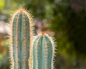 San Pedro cactus, trichocereus, echinopsis pachanoi with spines background. - obrazy, fototapety, plakaty