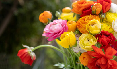 Bouquet of Persian buttercups flowers, ranunculus asiaticus background.