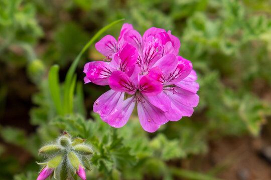 Pink citronella plant, mosquito repellent, on blur background.